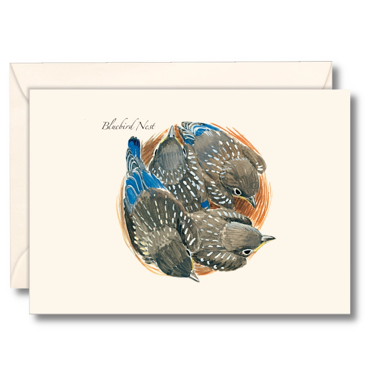 Bluebird Nest Notecards