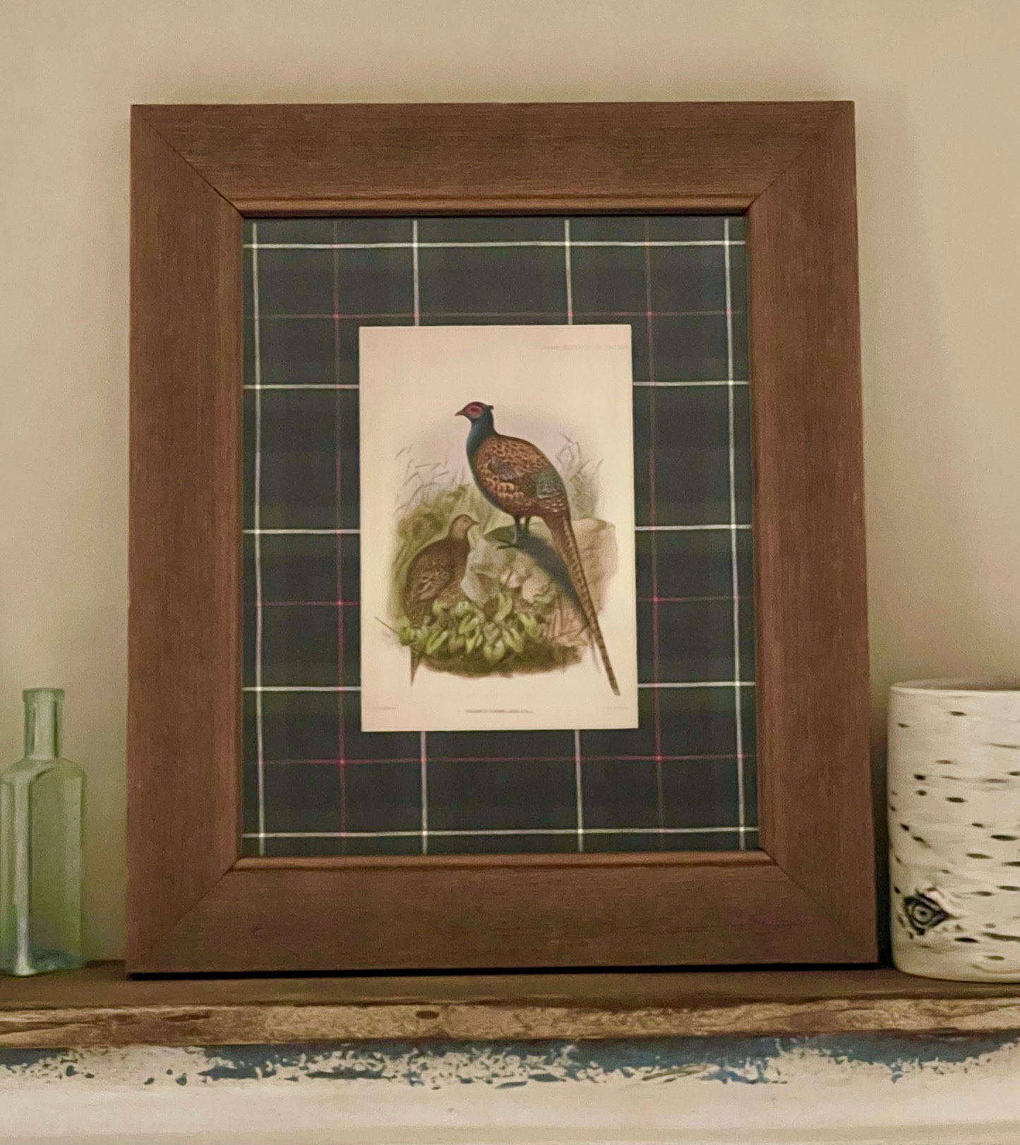 Barnwood framed  under glass, Vintage Pheasant Painting, surrounded in Blue/Green Tartan. (8x10)