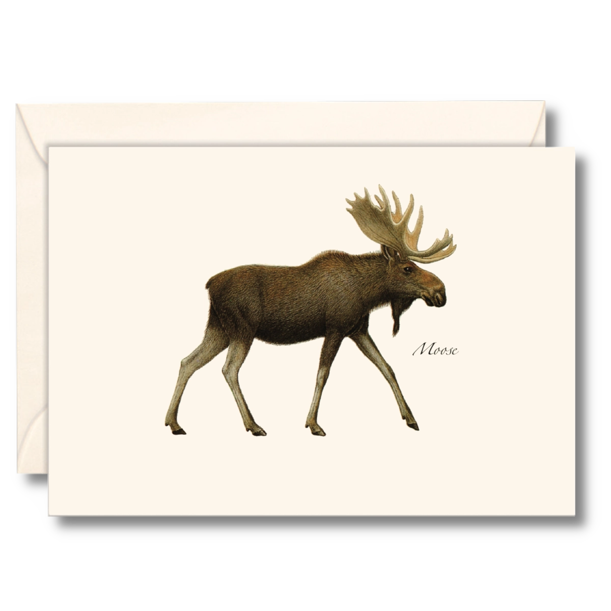 Moose Notecards