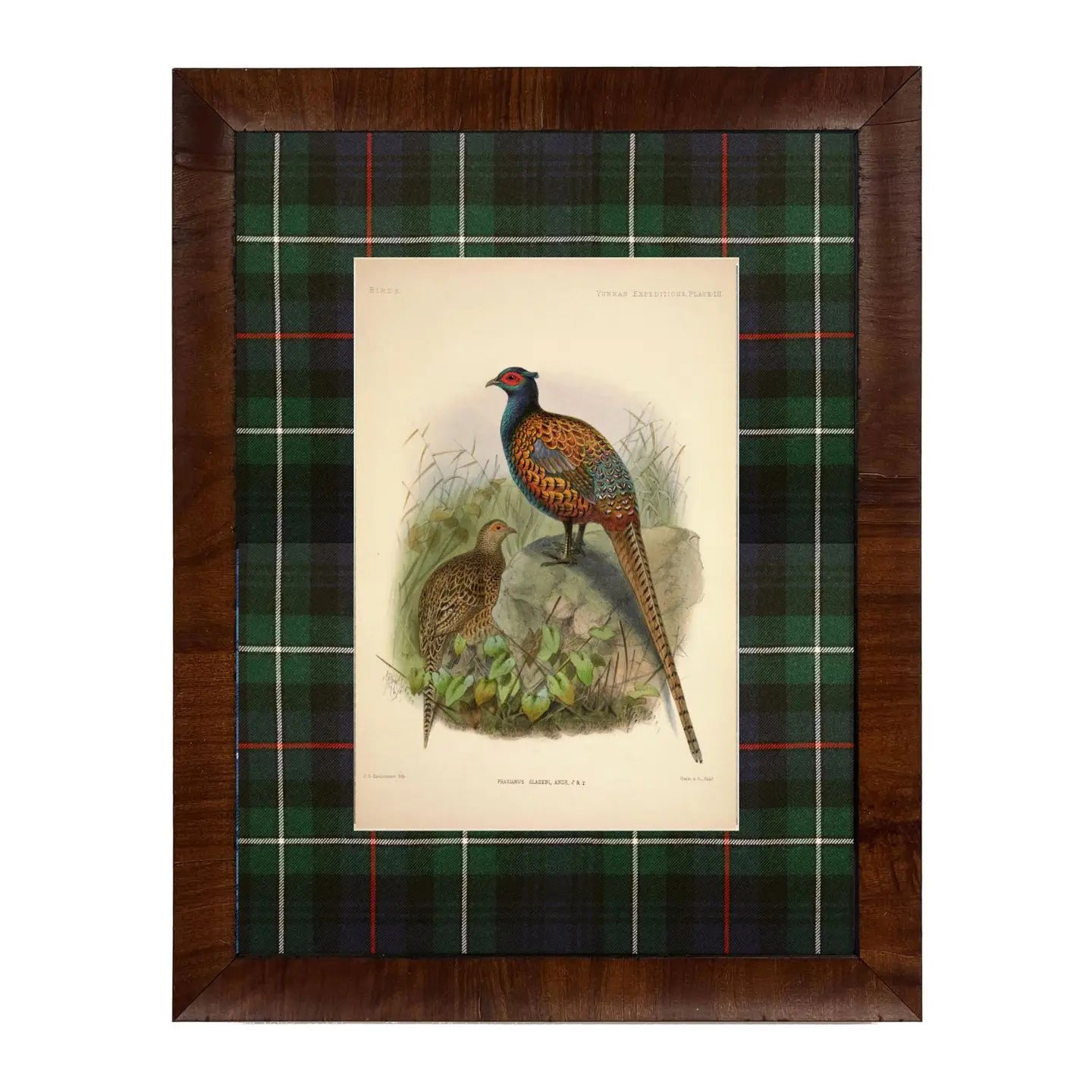Barnwood framed  under glass, Vintage Pheasant Painting, surrounded in Blue/Green Tartan. (8x10)