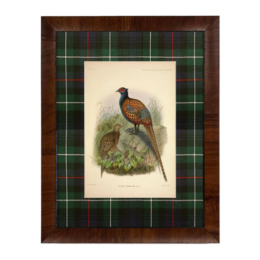 Barnwood framed  under glass, Vintage Pheasant Painting, surrounded in Blue/Green Tartan. (8x10)